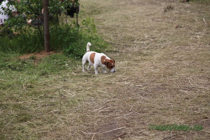 фестиваль тримурти 2012 фото, trimurtu 2012 foto